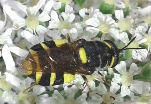 Stratiomys potamida